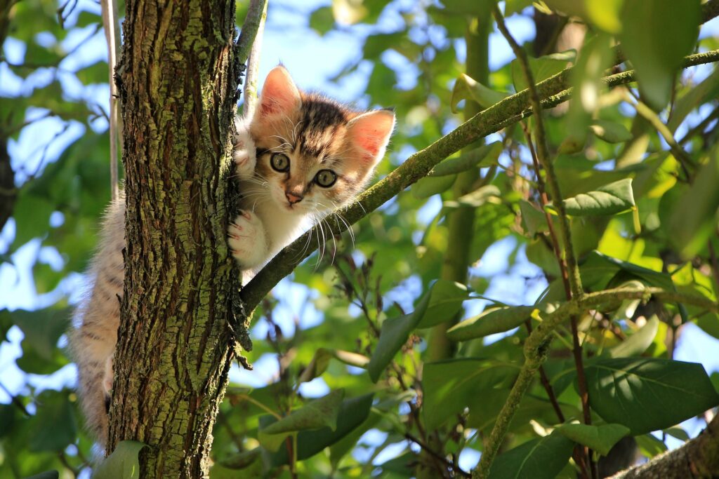 木の上の猫