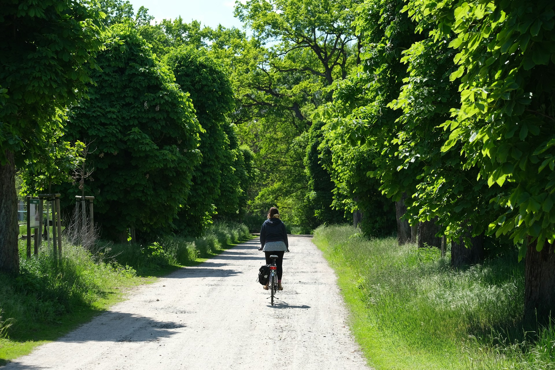 新緑の中を自転車で走る一人の女性